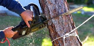 Best Storm Damage Tree Cleanup  in Palm Bay, FL